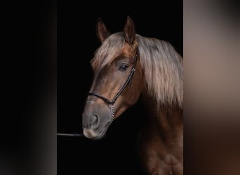 PRE Mix, Ruin, 6 Jaar, 164 cm, Palomino