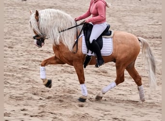 PRE Mix, Ruin, 6 Jaar, 164 cm, Palomino