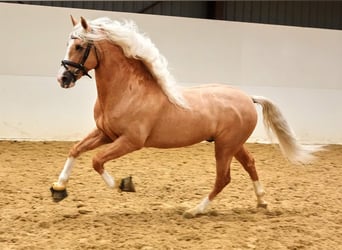 PRE Mix, Ruin, 6 Jaar, 164 cm, Palomino