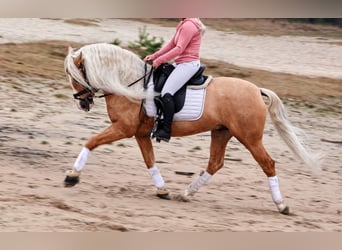 PRE Mix, Ruin, 6 Jaar, 164 cm, Palomino