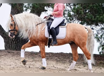 PRE Mix, Ruin, 6 Jaar, 164 cm, Palomino