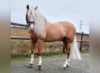 PRE Mix, Ruin, 6 Jaar, 164 cm, Palomino