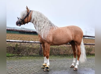 PRE Mix, Ruin, 6 Jaar, 164 cm, Palomino