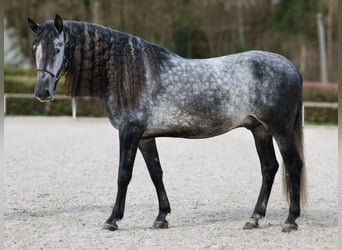 PRE Mix, Ruin, 6 Jaar, 164 cm, Schimmel