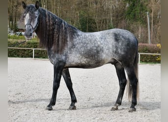 PRE Mix, Ruin, 6 Jaar, 164 cm, Schimmel