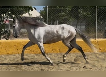 PRE Mix, Ruin, 6 Jaar, 164 cm, Schimmel