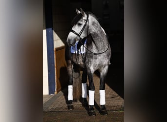 PRE Mix, Ruin, 6 Jaar, 165 cm, Schimmel