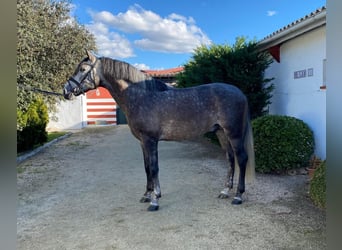 PRE Mix, Ruin, 6 Jaar, 165 cm, Schimmel