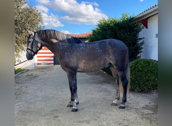 PRE Mix, Ruin, 6 Jaar, 165 cm, Schimmel