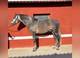 PRE Mix, Ruin, 6 Jaar, 165 cm, Schimmel