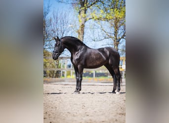 PRE Mix, Ruin, 6 Jaar, 165 cm, Zwart