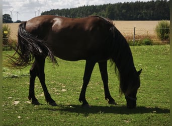 PRE, Ruin, 6 Jaar, 165 cm, Zwart