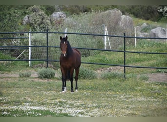 PRE, Ruin, 6 Jaar, 166 cm, Bruin