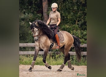 PRE, Ruin, 6 Jaar, 166 cm, Buckskin