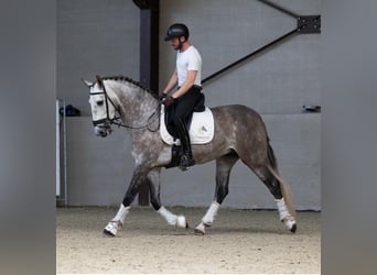 PRE Mix, Ruin, 6 Jaar, 166 cm, Schimmel