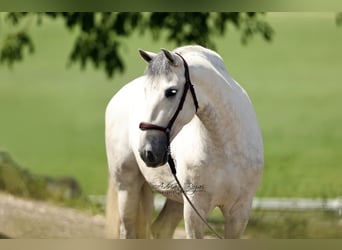 PRE Mix, Ruin, 6 Jaar, 166 cm, Schimmel
