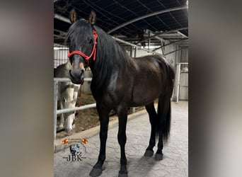 PRE, Ruin, 6 Jaar, 167 cm, Bruin
