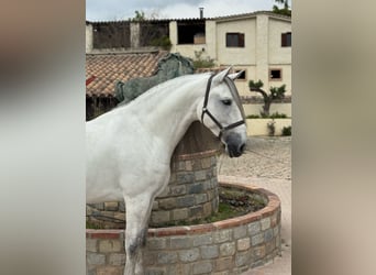 PRE Mix, Ruin, 6 Jaar, 167 cm, Schimmel