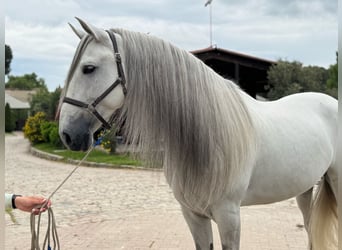 PRE Mix, Ruin, 6 Jaar, 167 cm, Schimmel