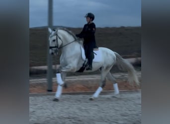 PRE Mix, Ruin, 6 Jaar, 167 cm, Schimmel