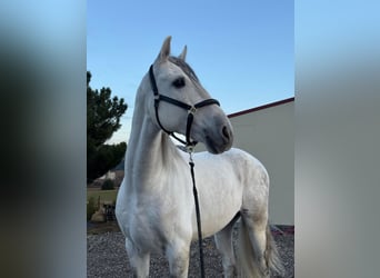 PRE Mix, Ruin, 6 Jaar, 167 cm, Schimmel