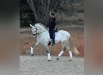 PRE Mix, Ruin, 6 Jaar, 167 cm, Schimmel