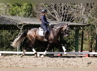 PRE, Ruin, 6 Jaar, 167 cm, Schimmel