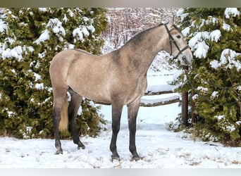 PRE Mix, Ruin, 6 Jaar, 167 cm, Schimmel