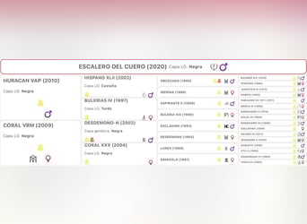 PRE Mix, Ruin, 6 Jaar, 167 cm, Zwart