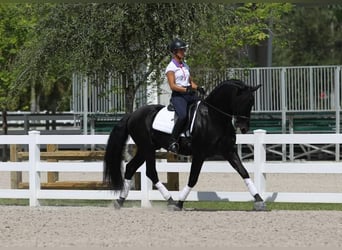PRE Mix, Ruin, 6 Jaar, 167 cm, Zwart