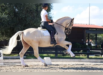 PRE Mix, Ruin, 6 Jaar, 168 cm, Palomino