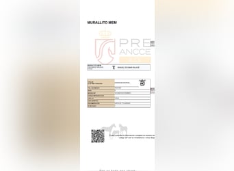 PRE Mix, Ruin, 6 Jaar, 168 cm, Schimmel