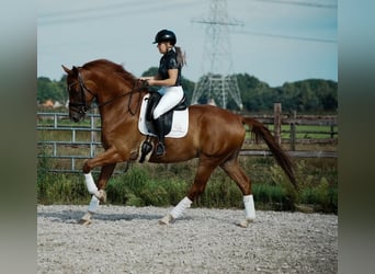 PRE Mix, Ruin, 6 Jaar, 169 cm, Lichtbruin