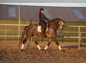 PRE Mix, Ruin, 6 Jaar, 170 cm, Schimmel