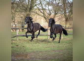 PRE Mix, Ruin, 6 Jaar, 170 cm, Zwart