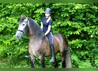 PRE, Ruin, 6 Jaar, 170 cm, Zwartschimmel