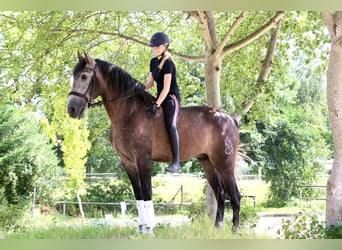 PRE, Ruin, 6 Jaar, 170 cm, Zwartschimmel