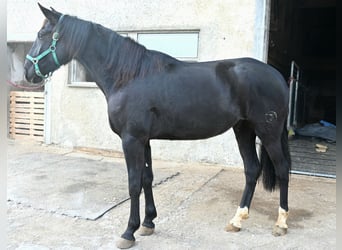 PRE Mix, Ruin, 6 Jaar, 174 cm, Zwart