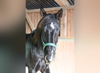 PRE Mix, Ruin, 6 Jaar, 174 cm, Zwart