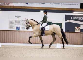 PRE Mix, Ruin, 6 Jaar, 175 cm, Buckskin