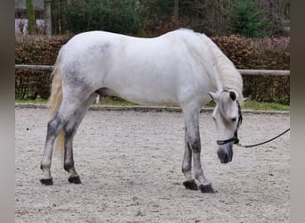 PRE Mix, Ruin, 7 Jaar, 155 cm, Schimmel
