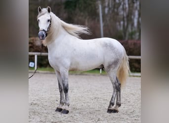 PRE, Ruin, 7 Jaar, 155 cm, Schimmel