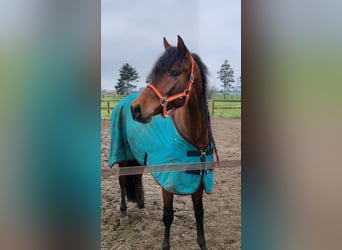 PRE Mix, Ruin, 7 Jaar, 158 cm, Bruin