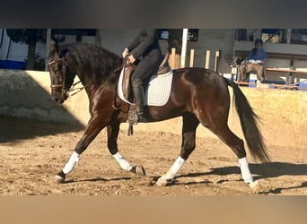 PRE Mix, Ruin, 7 Jaar, 158 cm, Zwart