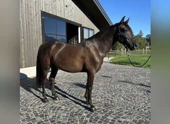 PRE Mix, Ruin, 7 Jaar, 158 cm, Zwart
