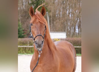 PRE Mix, Ruin, 7 Jaar, 160 cm, Vos