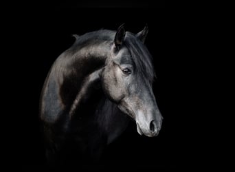 PRE Mix, Ruin, 7 Jaar, 160 cm, Zwartschimmel