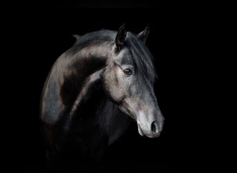 PRE Mix, Ruin, 7 Jaar, 160 cm, Zwartschimmel