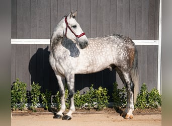 PRE Mix, Ruin, 7 Jaar, 162 cm, Schimmel