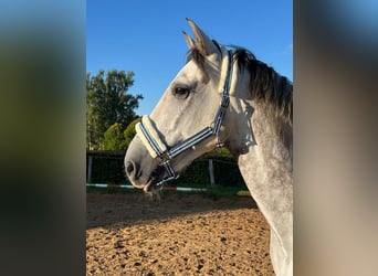 PRE Mix, Ruin, 7 Jaar, 162 cm, Vliegenschimmel